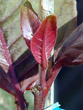 Triphylla