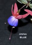 ANNA BLUE