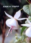 ANNE H TRIPP