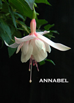 ANNABEL