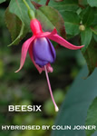 BEESIX