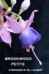 BROOKWOOD PETITE