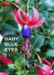 BABY BLUE EYES