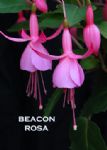 BEACON ROSA