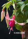 CASCADE