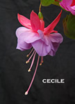 CECILE