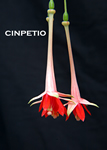 CINPETIO