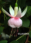 CLAUDIA