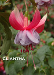 CLIANTHA