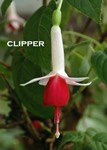 CLIPPER