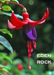 EDEN ROCK