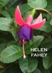 HELEN FAHEY