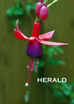 HERALD