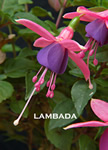 LAMBADA