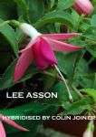 LEE ASSON
