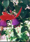 MISSION BELLS