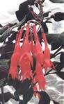 Obergärtner Koch