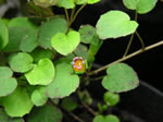 PROCUMBENS