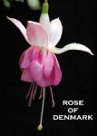 ROSE OF DEMARK