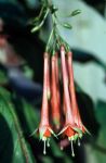 F. fulgens var. minuata