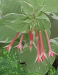 F. fulgens var. rubra-grandiflora