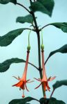 F. macrophylla