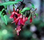 F. magellanica var. myrtifolia