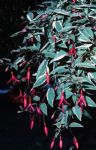 F. magellanica var. tricolor