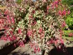 F. magellanica var. versicolor
