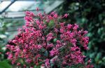 F. paniculata ssp. mixensis