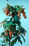 F. putumayensis