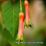 F. splendens var. cordifolia